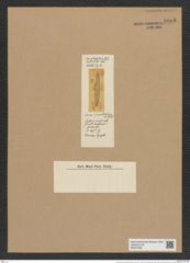 Coscinodiscus tenuisculptus Rattr. (de-Toni-Nr.: Genus 202, Species 4851) Zeichnungen Sammlung Grunow Nr. 8608 (NHMW-BOT-W0377986)